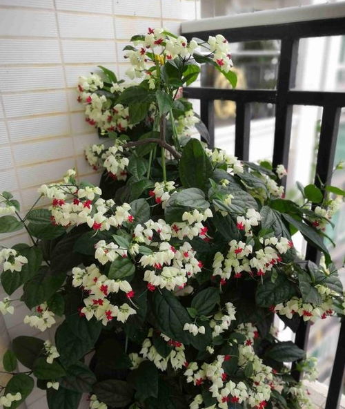 夏季養(yǎng)花選這款,好看又好養(yǎng),四季開花,花量豐富,陽(yáng)臺(tái)變花園 栽培