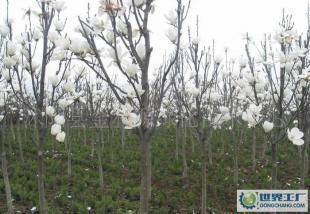 大量0白玉蘭等優(yōu)質綠化苗木_農副產品_世界工廠網中國產品信息庫