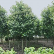 【高桿女貞行道樹(shù)_綠化工程高桿女貞行道樹(shù)苗圖片】高桿女貞行道樹(shù)_綠化工程高桿女貞行道樹(shù)苗 - 東臺(tái)市新街鎮(zhèn)勤茂園林苗木園