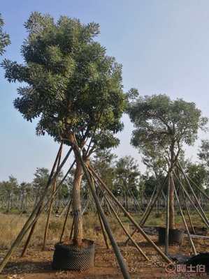 【全冠香樟袋苗供應(yīng)、種植基地直銷、價(jià)格實(shí)惠】綠化苗木,價(jià)格,廠家,供應(yīng)商,花木,龍海市東泗興輝園藝場 - 產(chǎn)品庫