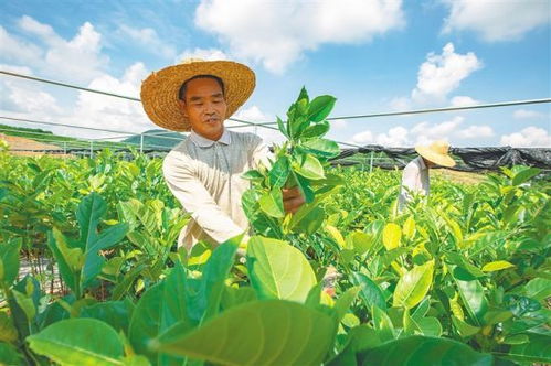 海南民眾抱團發展苗木產業闖出致富新路