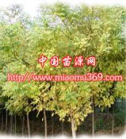 陜西金枝國(guó)槐苗木供應(yīng)、采購(gòu)與行情解析