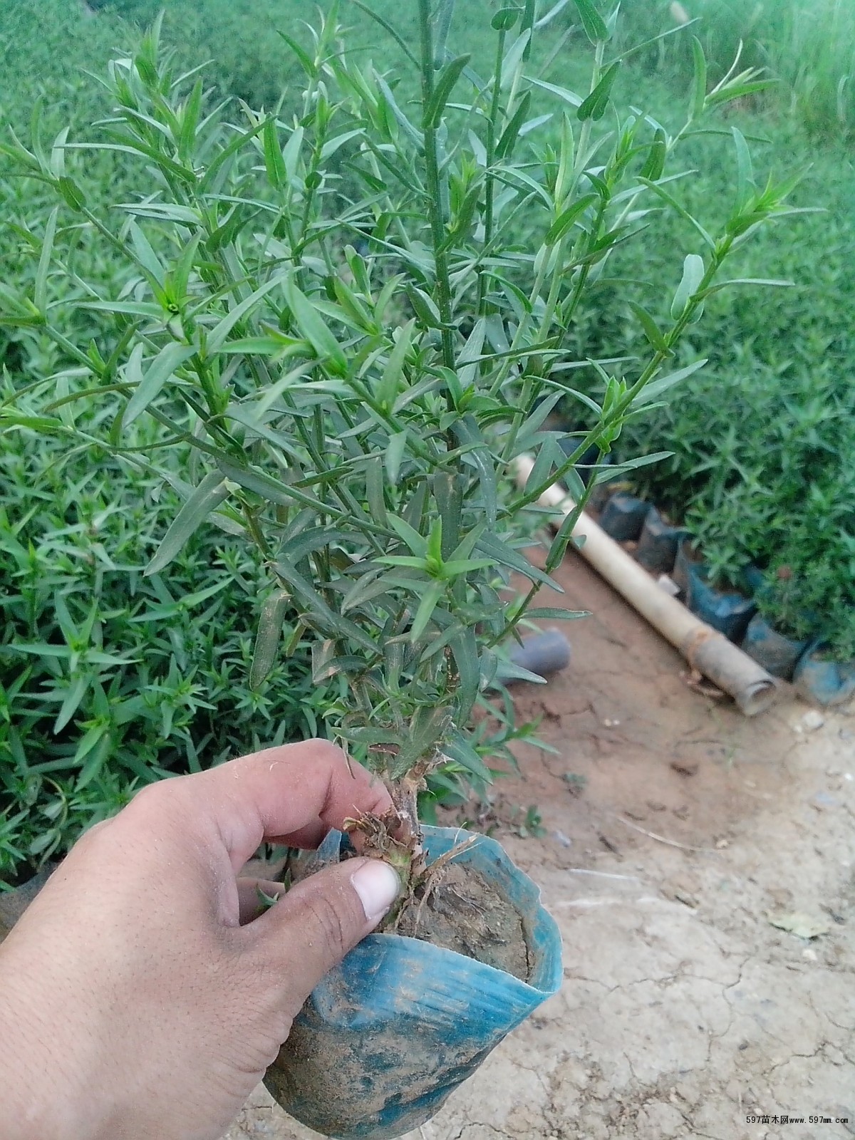 荷蘭菊?qǐng)D片鑒賞與選購(gòu)指南