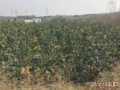 龍海市東泗興輝園藝場 優質香泡柚子苗木，量大價優，綠化佳選