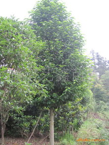 湖南長年低價(jià)供應(yīng)樂昌含笑苗木 優(yōu)質(zhì)資源與實(shí)惠組合